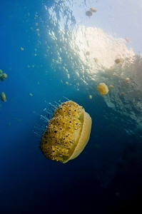 Jellyfish off the island og Gozo, near Malta.  10-17mm le... by Paul Colley 